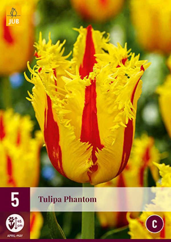  Tulp 'Phantom' 12/+ 5tk 