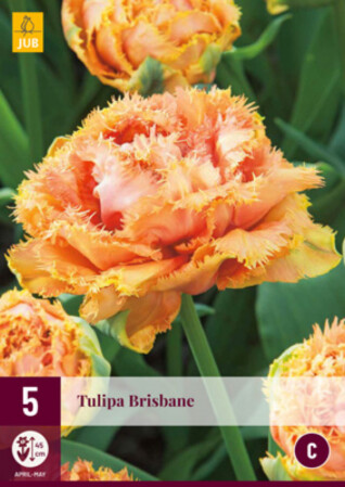  Tulp 'Brisbane' 11/12 5tk 