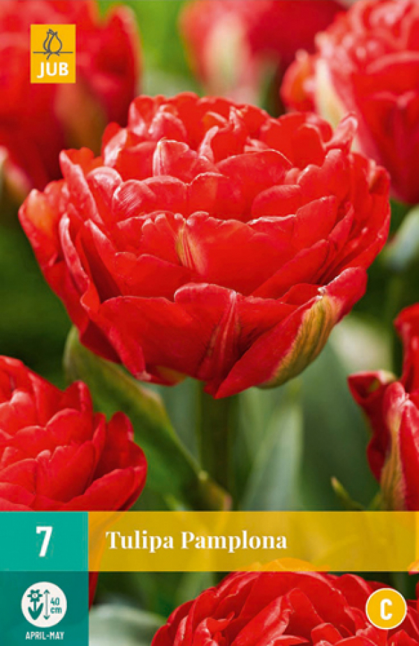 Tulp 'Pamplona' 11/12 7tk