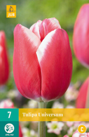  Tulp 'Universum' 11/12 7tk 