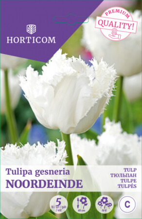  Tulp 'Noordeinde' 11/12 5tk 