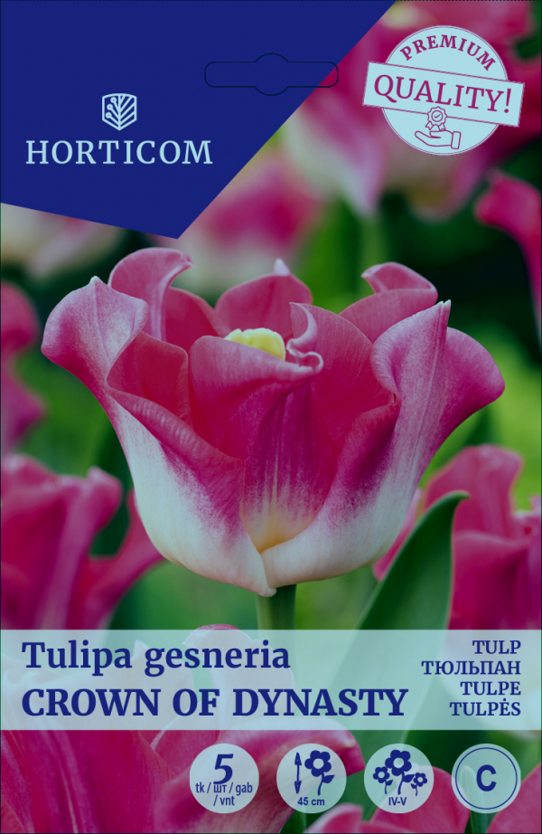 Tulp 'Crown of Dynasty' 11/12 5tk