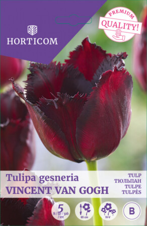  Tulp ' Vincent Van Gogh' 11/12 5tk 