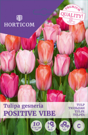  Tulp 'Positive Vibe' 11/12 10tk 