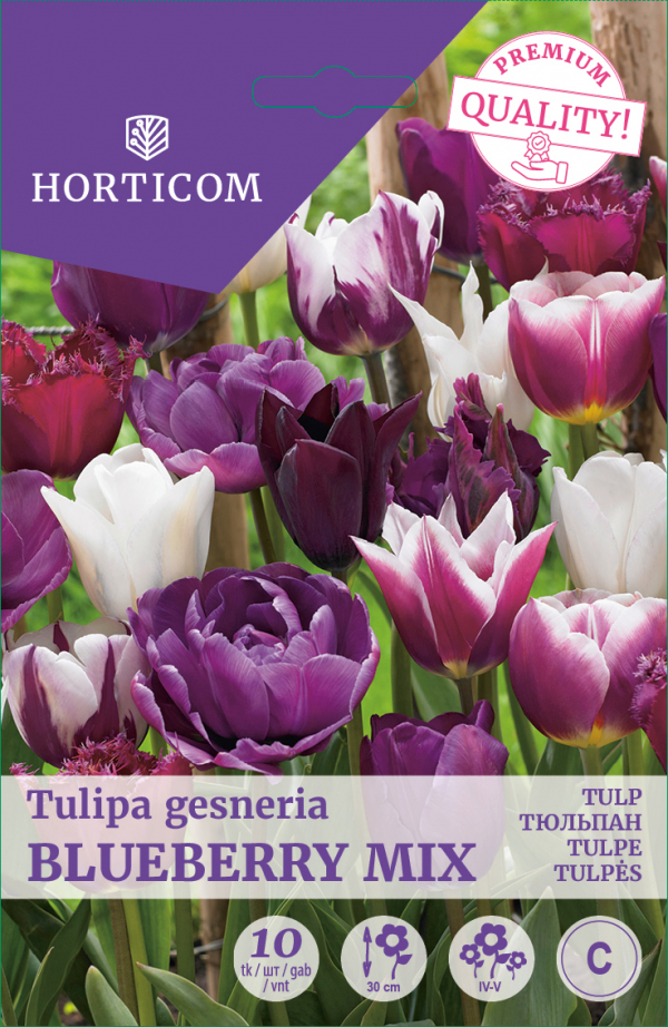 Tulp 'Blueberry mix' 11/12 10tk