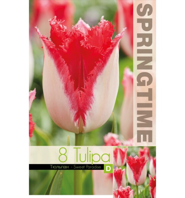  Tulp 'Sweet Paradise narmas' 8tk 