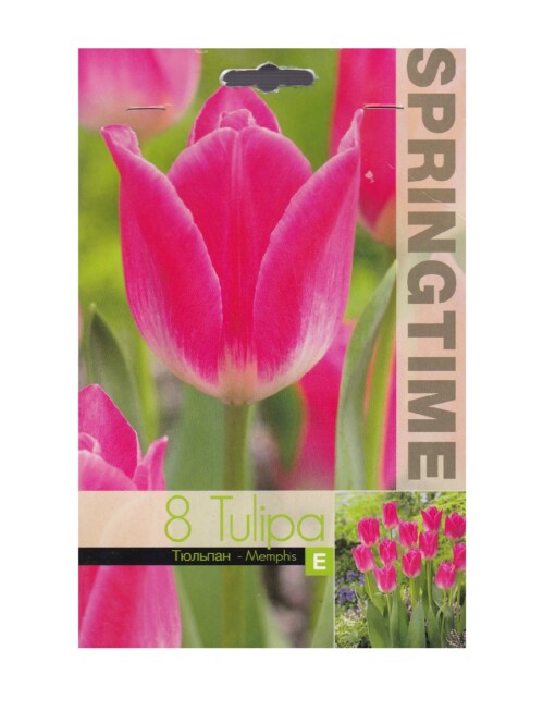  Tulp 'Memphis Triumf' 11/12 8tk 