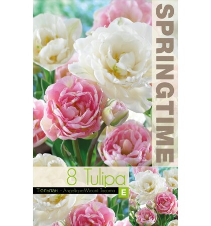  Tulp 'Angelique/Mount Tacoma' 8tk 