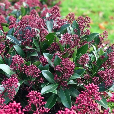  Jaapani skimmia 'Rubella' Ø13cm h40cm 