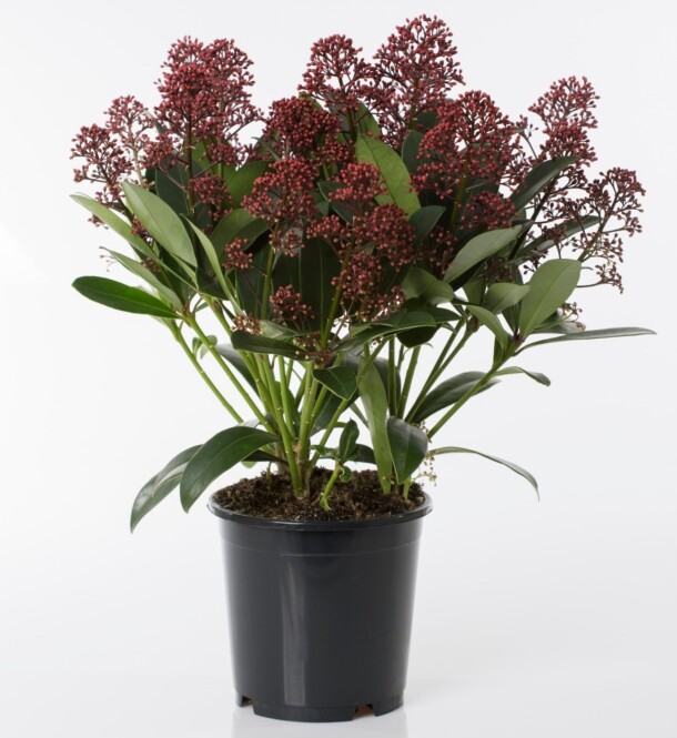  Jaapani skimmia 'Rubella' Ø13cm h40cm 