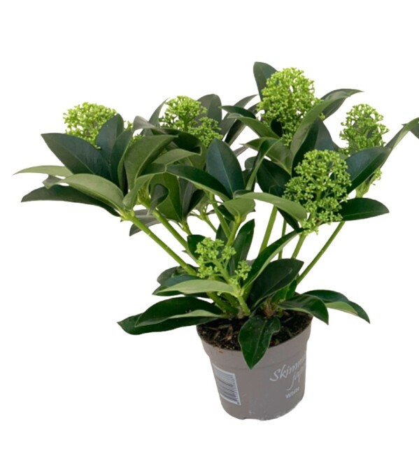 Jaapani skimmia 'White Globe' Ø10,5cm h30cm