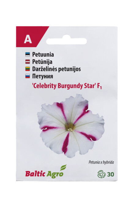 Petuunia 'Celebrity Burgundy Star'